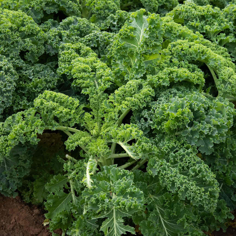 Kale Plant 'Kapral'