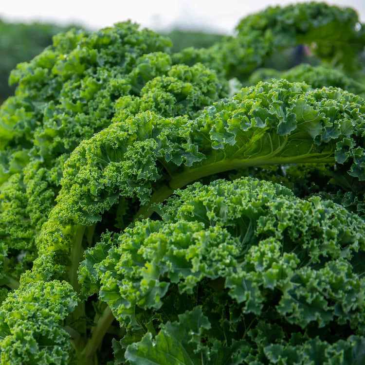 Kale Plant 'Kapral'