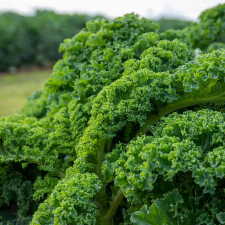 Kale Plant 'Kapral'