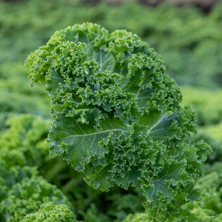 Kale Plant 'Kapral'