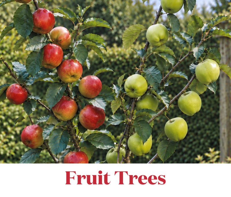 Grow Bareroot Trees