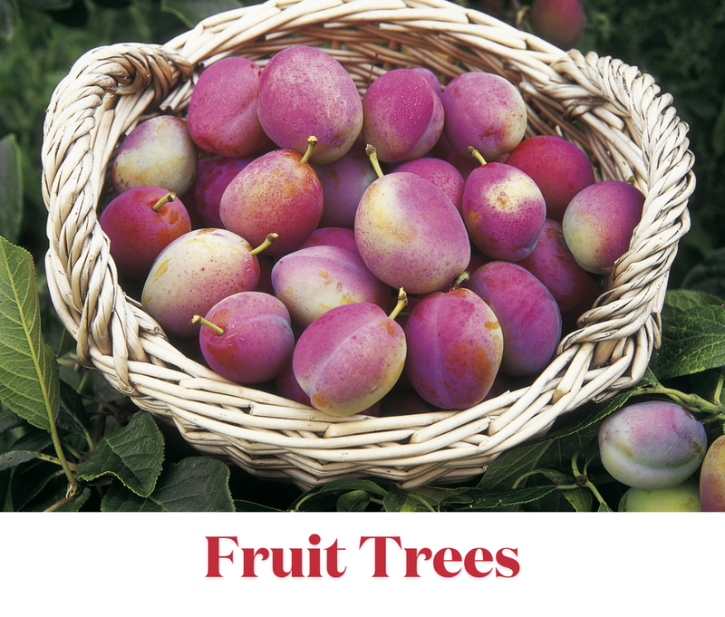 Grow Bareroot Trees