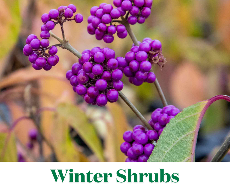Add Colour To Your Garden