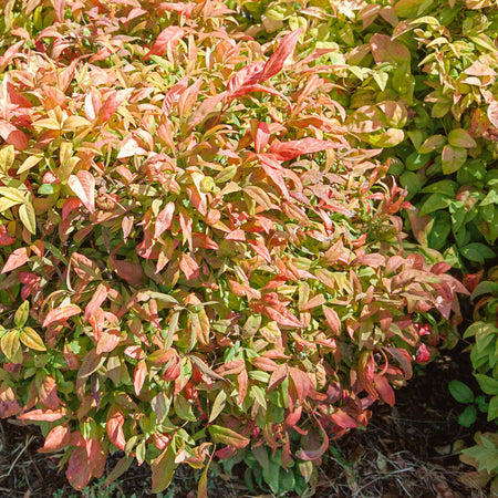 Nandina 'Fire Power'