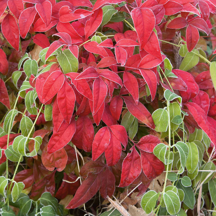 Nandina 'Fire Power'