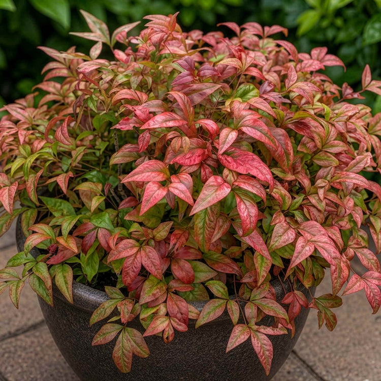 Nandina 'Fire Power'