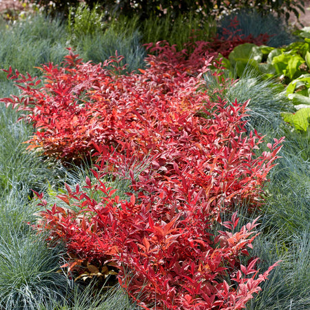 Nandina Dom 'Obsessed'