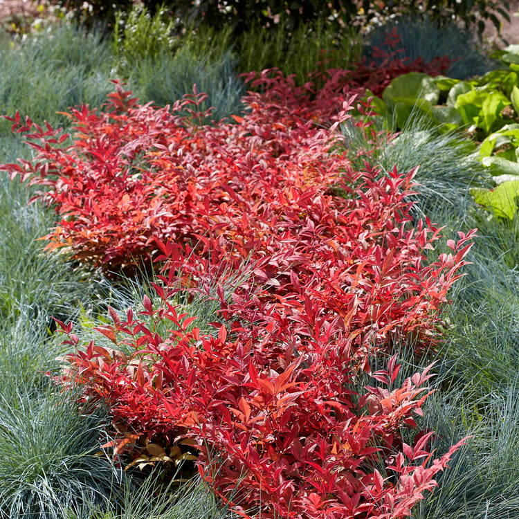 Nandina Dom 'Obsessed'