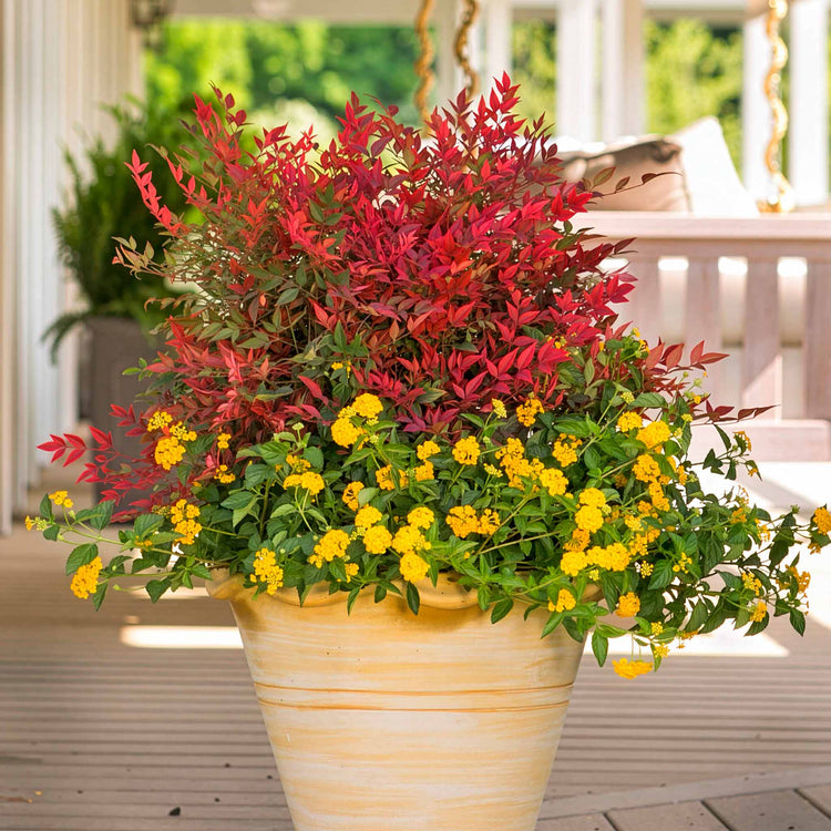 Nandina Dom 'Obsessed'