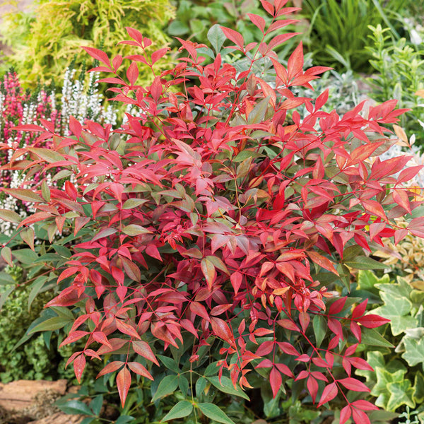 Nandina Dom 'Obsessed'