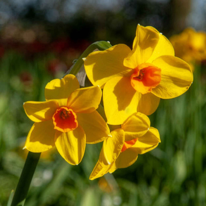 Daffodil Bulbs 'Martinette'