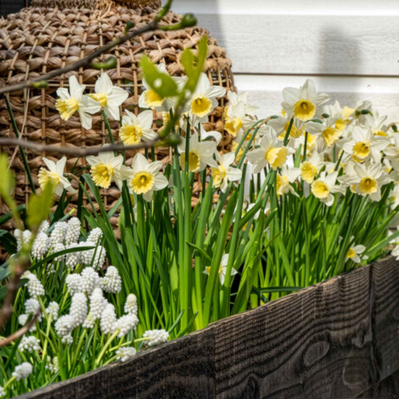 Daffodil Bulbs 'Pre Party'
