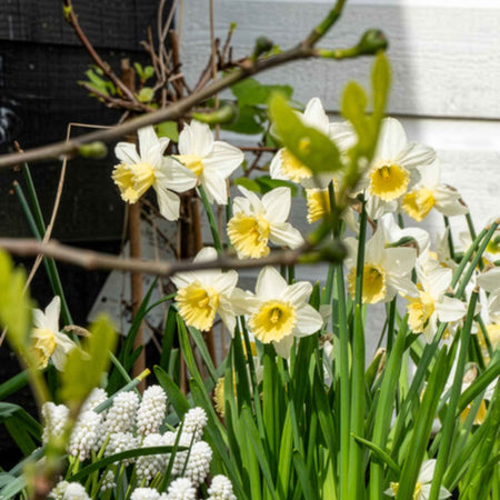 Daffodil Bulbs 'Pre Party'