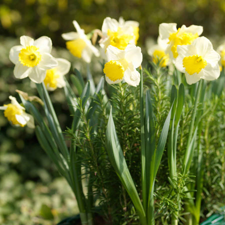 Daffodil Bulbs 'Ice Follies'