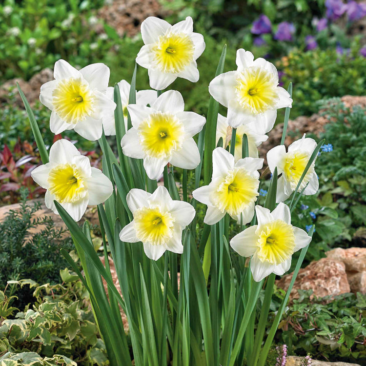 Daffodil Bulbs 'Ice Follies'