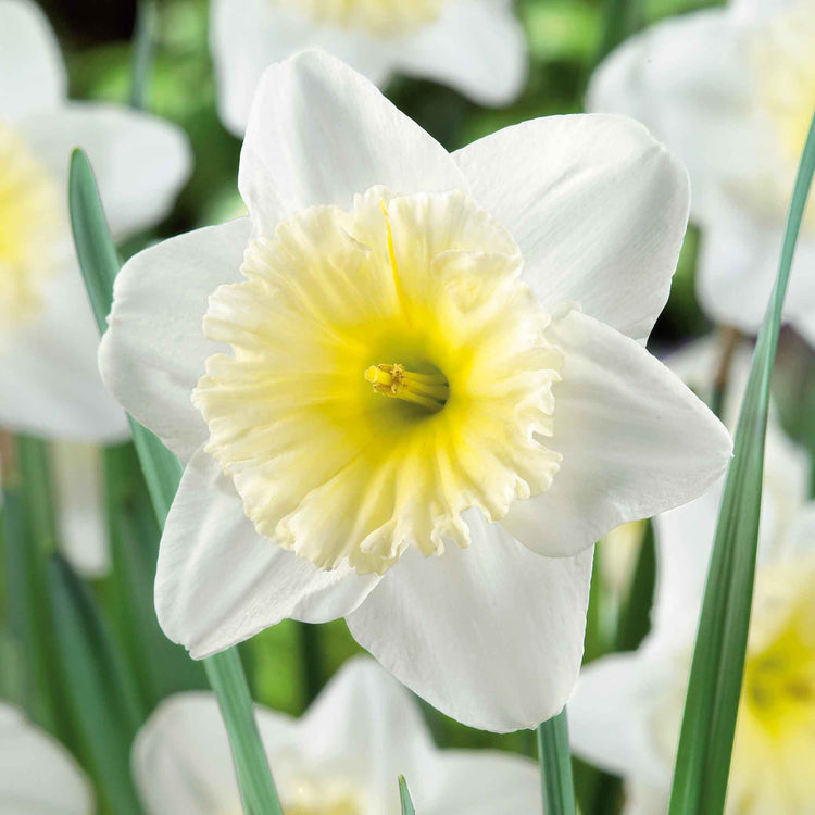 Daffodil Bulbs 'Ice Follies'