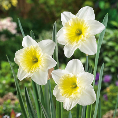 Daffodil Bulbs 'Ice Follies'