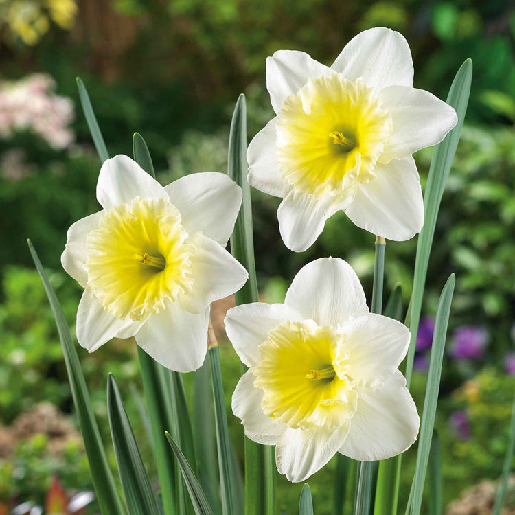 Daffodil Bulbs 'Ice Follies'