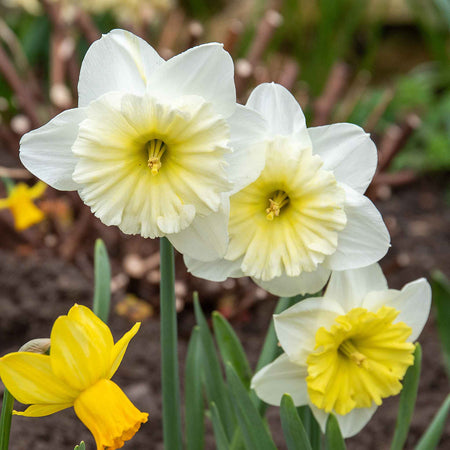 Daffodil Bulbs 'Ice Follies'