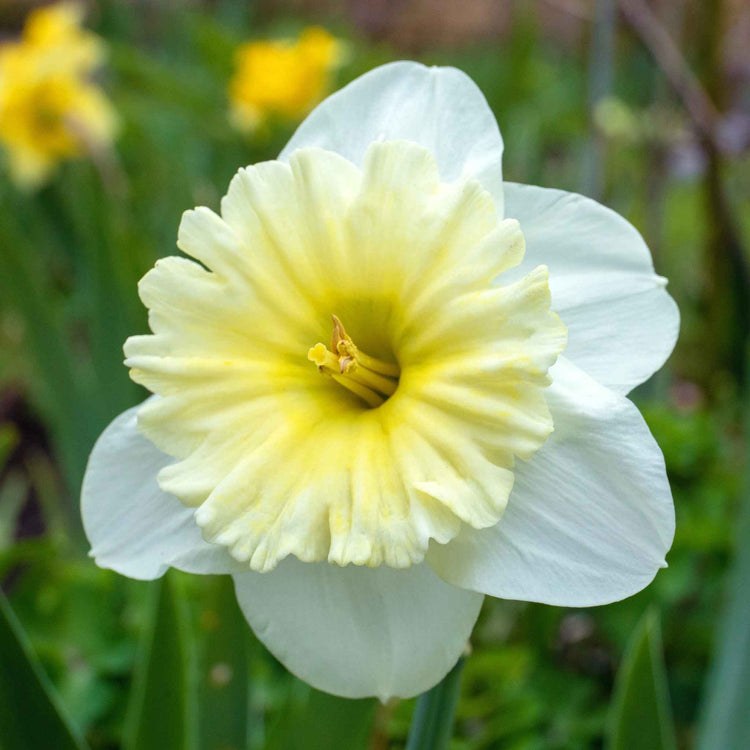 Daffodil Bulbs 'Ice Follies'