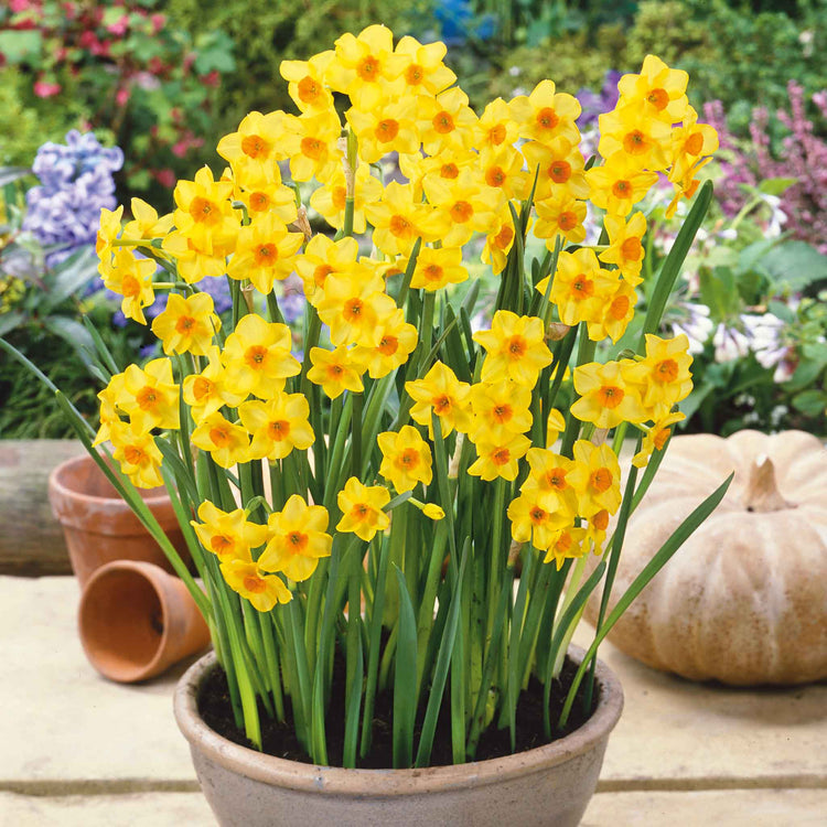 Daffodil Bulbs 'Martinette'