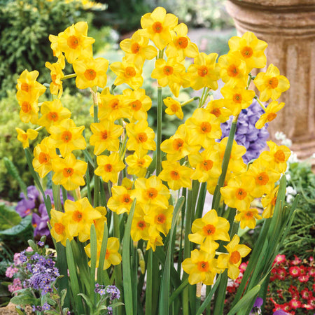 Daffodil Bulbs 'Martinette'