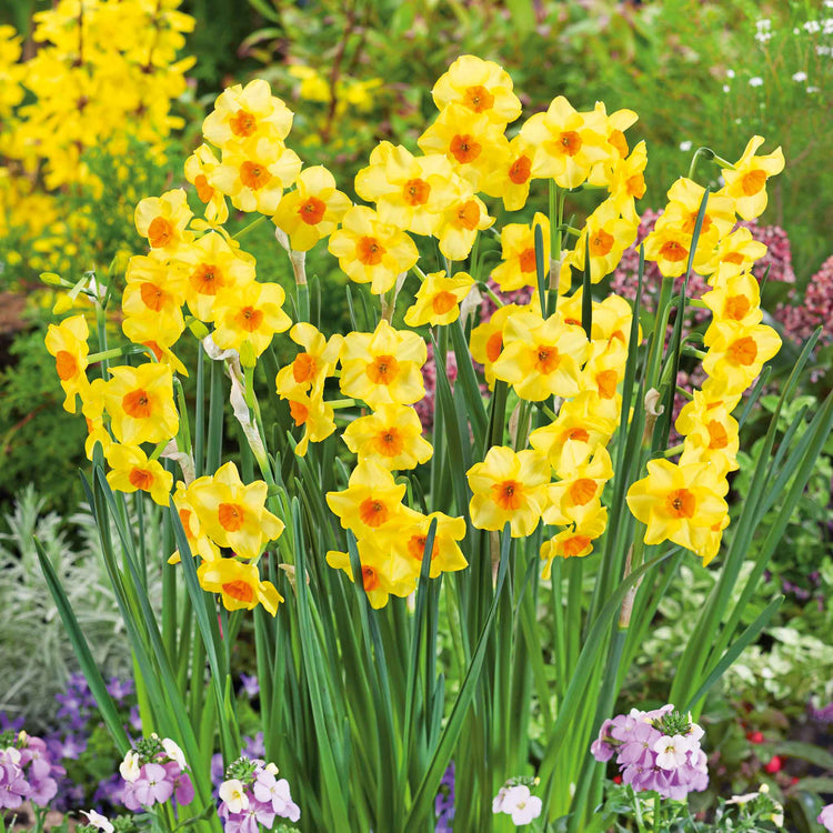 Daffodil Bulbs 'Martinette'
