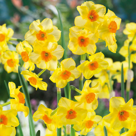 Daffodil Bulbs 'Martinette'
