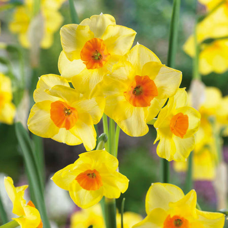Daffodil Bulbs 'Martinette'