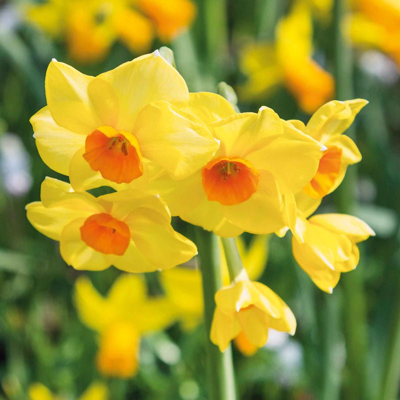 Daffodil Bulbs 'Martinette'
