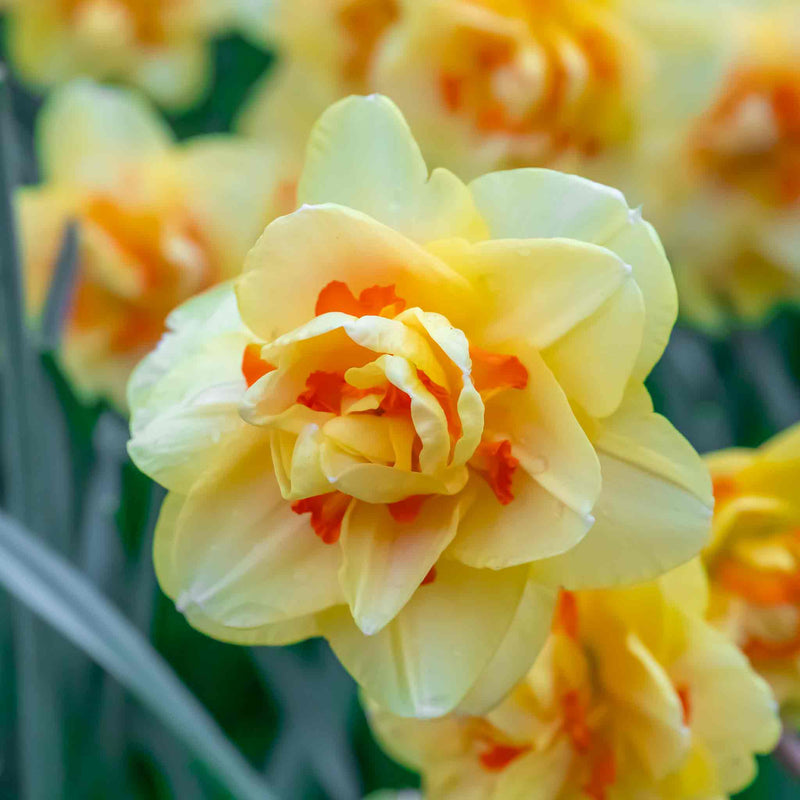 Daffodil Bulbs 'Tahiti'