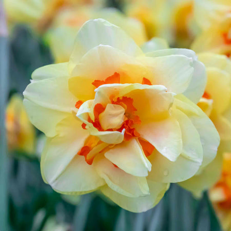 Daffodil Bulbs 'Tahiti'