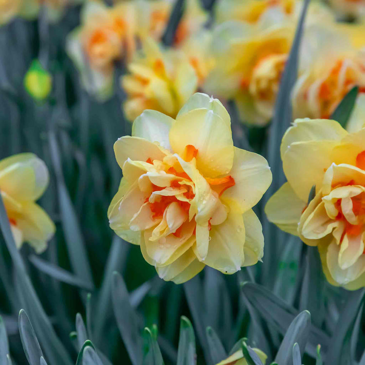 Daffodil Bulbs 'Tahiti'