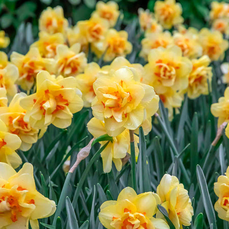 Daffodil Bulbs 'Tahiti'