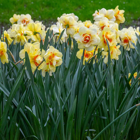 Daffodil Bulbs 'Tahiti'