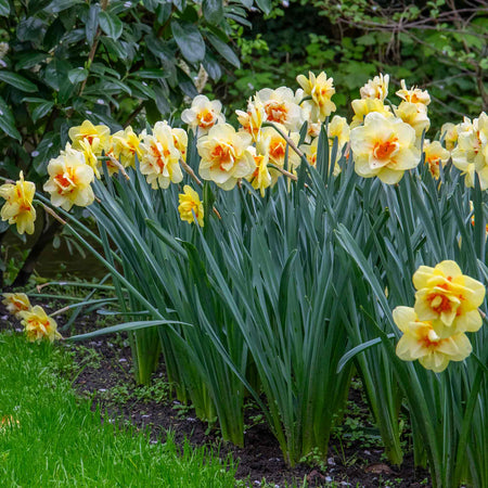 Daffodil Bulbs 'Tahiti'