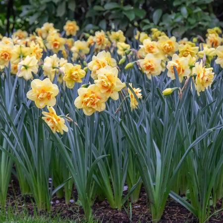 Daffodil Bulbs 'Tahiti'