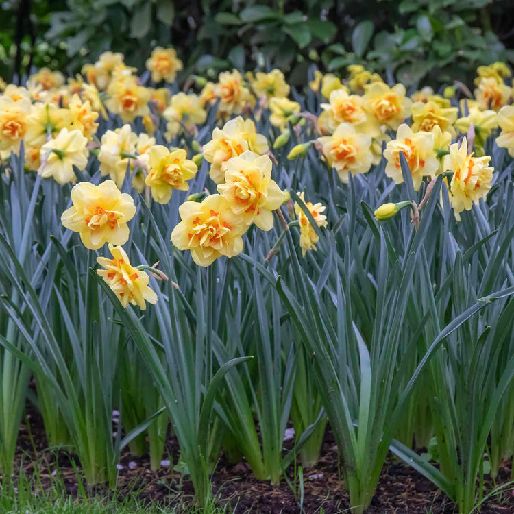 Daffodil Bulbs 'Tahiti'