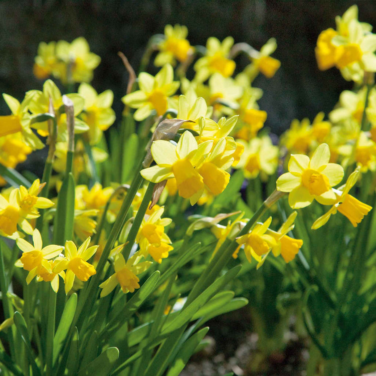 Autumn Bulbs Value Collection