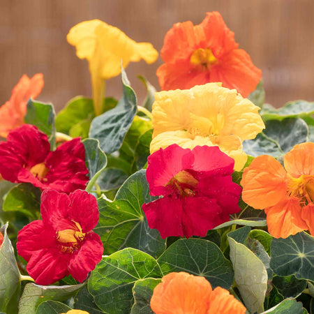 Nasturtium Seeds 'Baby Fiesta Mix'