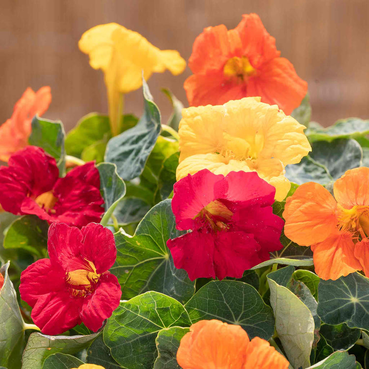 Nasturtium Seeds 'Baby Fiesta Mix'