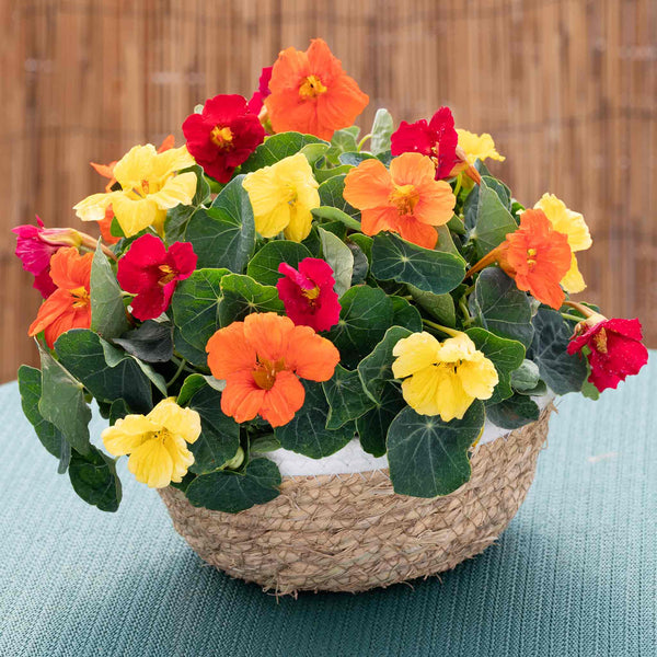 Nasturtium Seeds 'Baby Fiesta Mix'