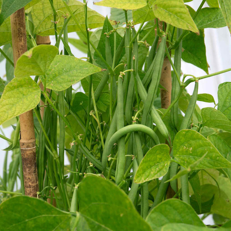 Dwarf French Bean Seeds 'Nautica'