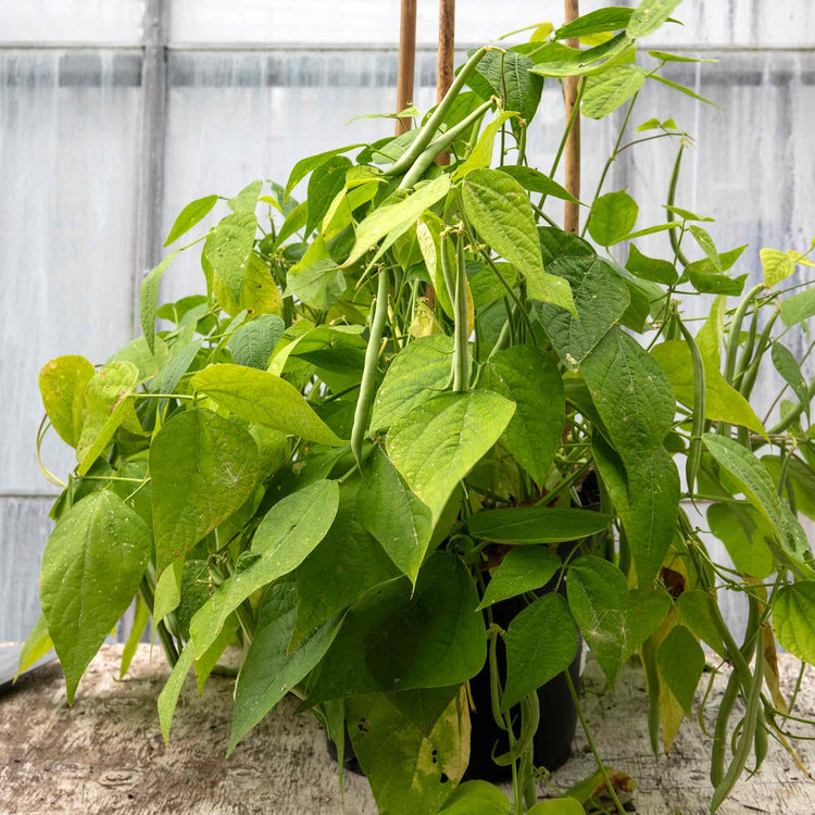Dwarf French Bean Seeds 'Nautica'