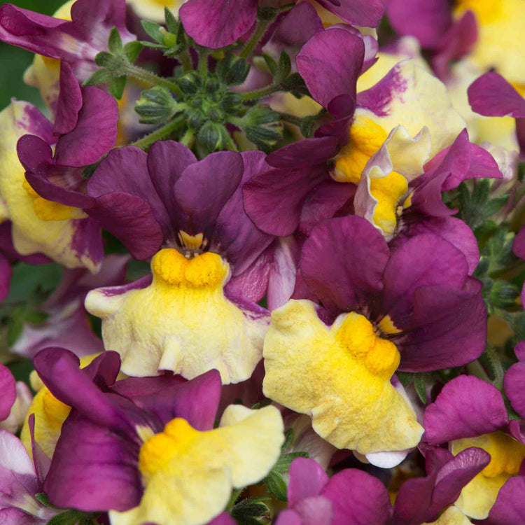 Nemesia Plant 'Rhubarb and Custard'
