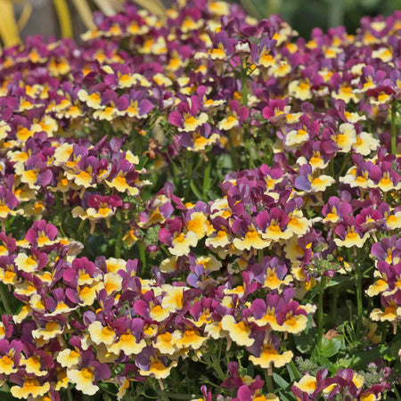 Nemesia Plant 'Rhubarb and Custard'