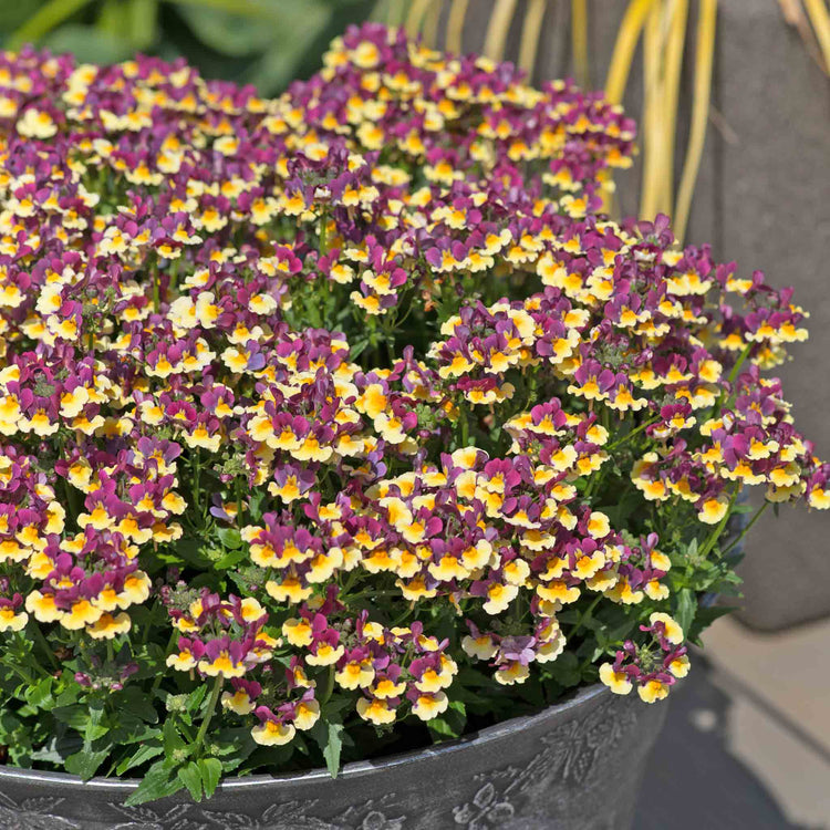 Nemesia Plant 'Rhubarb and Custard'