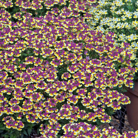 Nemesia Plant 'Rhubarb and Custard'
