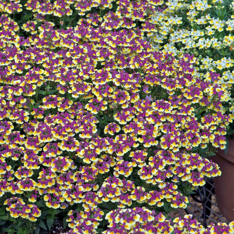 Nemesia Plant 'Rhubarb and Custard'
