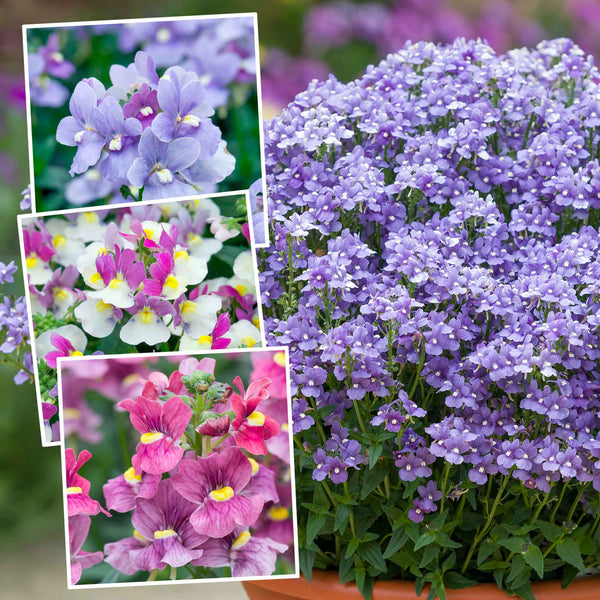 Nemesia Plant Collection